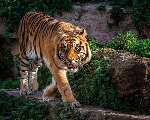 One Eyed Sumatran tiger (Panthera tigris sumatrae