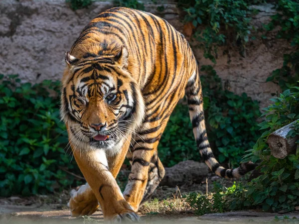 Ένας τίγρης με μάτια Σουμάτρας (Panthera tigris sumatrae) — Φωτογραφία Αρχείου