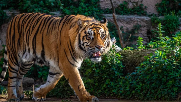 One Eyed Sumatran tiger (Panthera tigris sumatrae