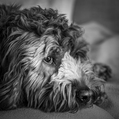 Genç Cockapoo sandalyede yatıyor.