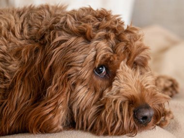 Genç Cockapoo sandalyede yatıyor.