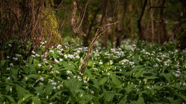 Yabani sarımsak çiçekleri, Allium ursinum, İskoçya 'nın Lennoxtown yakınlarındaki bir ormanlık alanda yetişiyor.