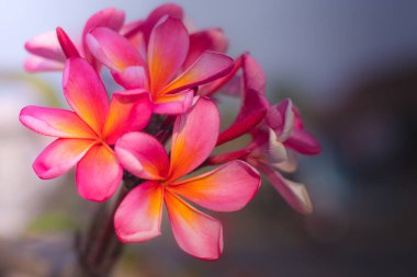 Pembe Frangipani çiçeklerini kapatın. Blossom Plumeria çiçekleri bulanık arka planda. Düğün dekorasyonu için çiçek arkaplanı.
