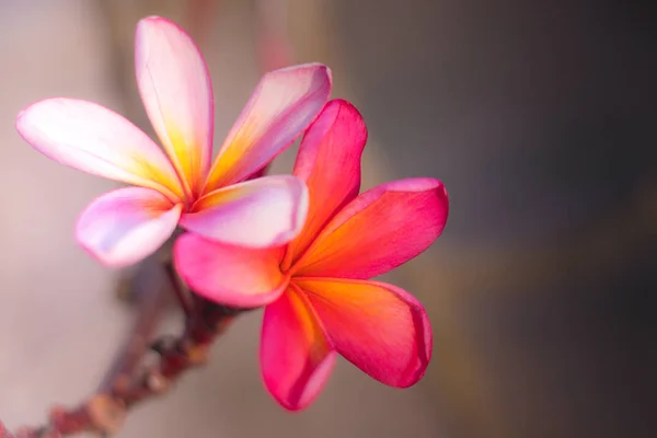 Couple of light pink and dark pink Frangipani flowers. Blossom Plumeria flowers on blurred background. Romantic tropical flower decoration. — Stock Photo, Image
