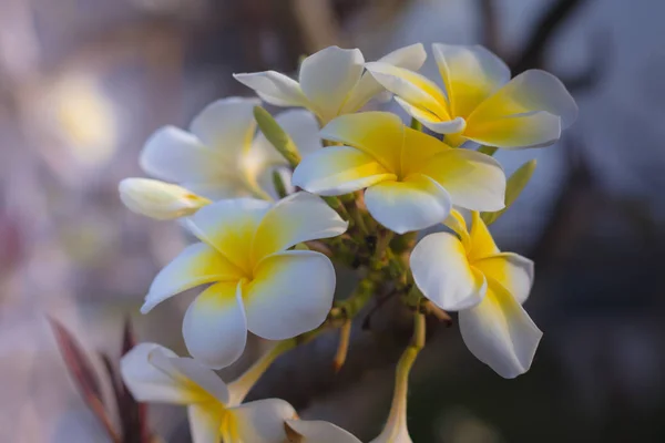 Branch of white and yellow Frangipani flowers. Blossom Plumeria flowers on light blurred background. Flower background for decoration. — Stock Photo, Image