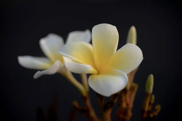 Close up of white and yellow Frangipani flowers. Blossom Plumeria flowers on dark blurred background. Flower background for decoration. — Stock Photo, Image