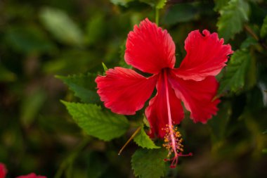 Kırmızı amberotu kapat. Doğal yeşil arka planda tropik çiçek. Bali