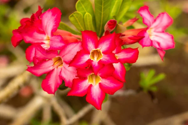 セレン・オベスムピンクの砂漠が開花した。日本のフランジパニの花。花々. — ストック写真