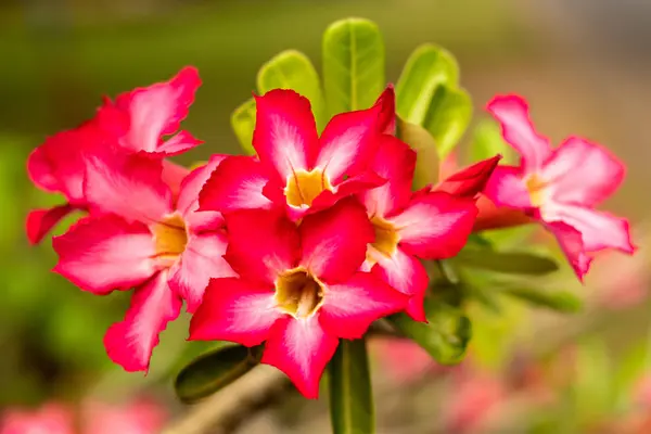 Sluiten van Adenium obesum. Bloeiende roze woestijnroos. Japanse frangipani bloem. Bloemen bloeien. — Stockfoto