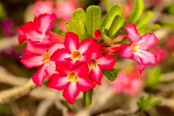セレン・オベスムピンクの砂漠が開花した。日本のフランジパニの花。花々. — ストック写真