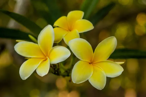 白と黄色のフランジパニの花を閉じます。背景に咲くプルメリアの花々。装飾用の花の背景. — ストック写真