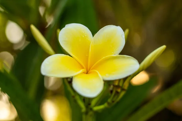 接近单一的白色和黄色弗兰吉帕尼花。花瓣花在自然模糊的背景上.装饰的花卉背景. — 图库照片