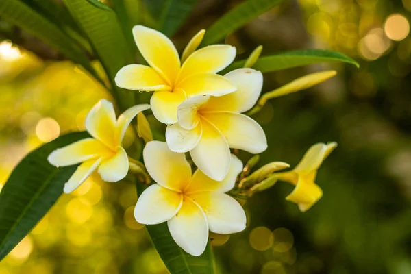 Zweig weißer und gelber Frangipani-Blüten. Blüte plumeria Blumen auf verschwommenem Hintergrund. Blume Hintergrund zur Dekoration. — Stockfoto