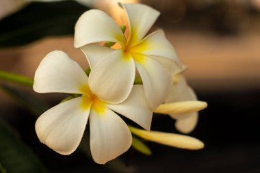 Close up of white Frangipani flowers. Blossom Plumeria flowers on dark blurred background. Flower background for decoration.