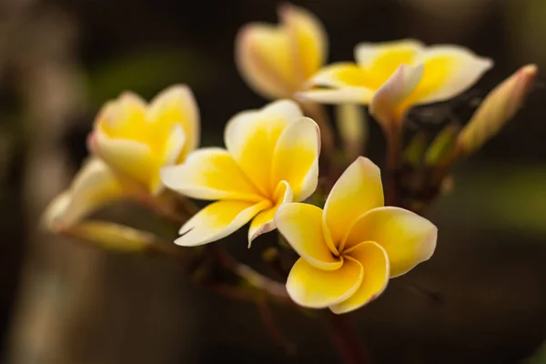 白花和黄花的分枝。花瓣花在模糊的背景上.装饰的花卉背景. — 图库照片
