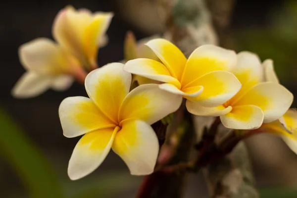 Beyaz ve sarı Frangipani çiçekleri dalları. Blossom Plumeria çiçekleri bulanık arka planda. Dekorasyon için çiçek arkaplanı. — Stok fotoğraf