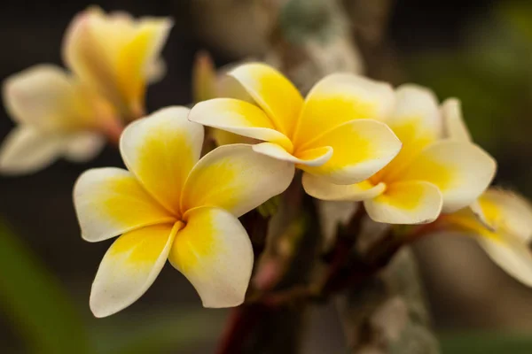Ramo di fiori Frangipani bianchi e gialli. Fioritura Plumeria fiori su sfondo sfocato. Sfondo fiore per la decorazione . — Foto Stock