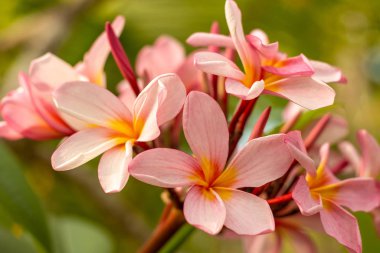 Açık pembe Frangipani çiçeklerini kapatın. Yeşil bulanık arka planda çiçek açan Plumeria çiçekleri. Düğün dekorasyonu için çiçek arkaplanı.