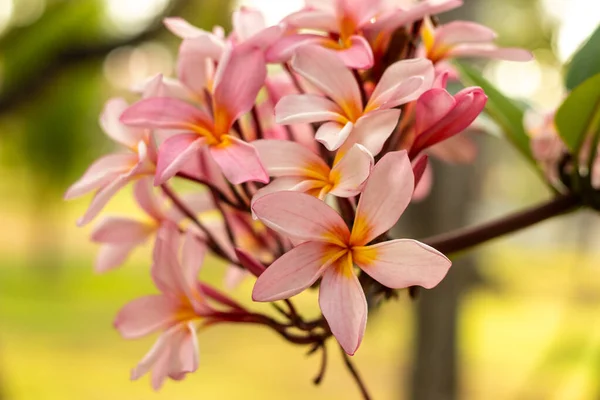 Close-up van lichtroze Frangipani bloemen. Bloei Plumeria bloemen op natuurlijke wazige achtergrond. Bloem achtergrond voor bruiloft decoratie. — Stockfoto