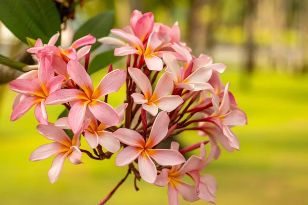 Ramo de flores Frangipani rosa claro. Flor Plumeria flores no fundo verde desfocado. Fundo de flor para decoração . — Fotografia de Stock