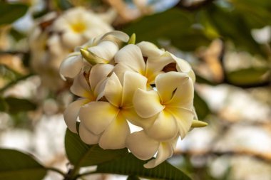 Bir dal beyaz Frangipani çiçeği. Bulanık arka planda çiçek açan çiçek. Dekorasyon için çiçek arkaplanı.