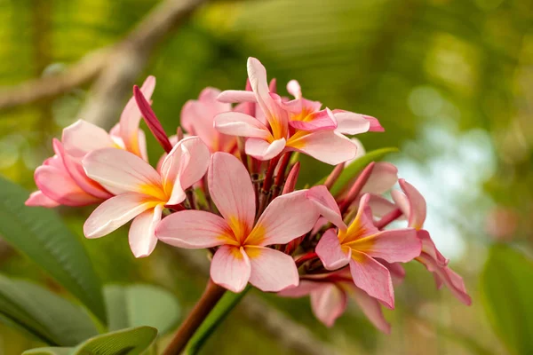 Close up of light pink Frangipani flowers. Blossom Plumeria flowers on green blurred background. Flower background for wedding decoration. — Stock Photo, Image