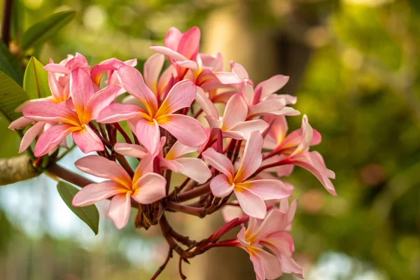 Tak van lichtroze Frangipani bloemen. Bloei Plumeria bloemen op groene wazige achtergrond. Bloem achtergrond voor decoratie. — Stockfoto