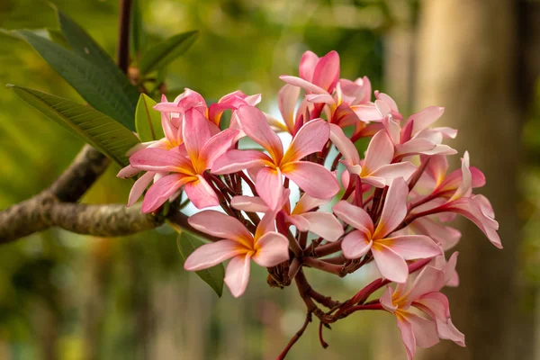 Tak van lichtroze Frangipani bloemen. Bloei Plumeria bloemen op groene wazige achtergrond. Bloem achtergrond voor decoratie. — Stockfoto