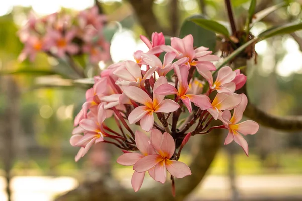 Tak van lichtroze Frangipani bloemen. Bloei Plumeria bloemen op natuurlijke wazige achtergrond. Bloem achtergrond voor decoratie. — Stockfoto