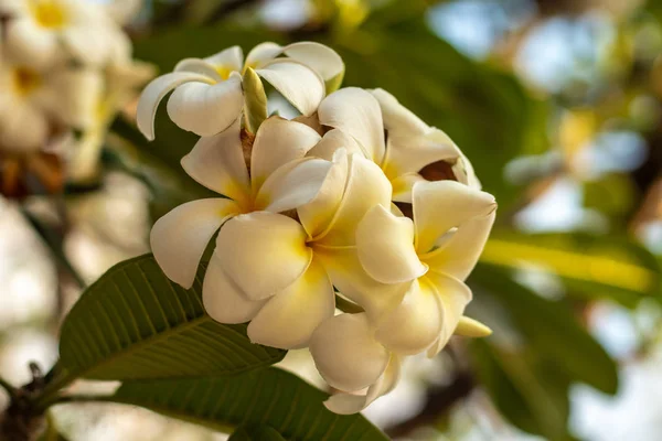 Ветвь белых цветов Франжипани. Цветок Plumeria цветы на естественном размытом фоне. Цветочный фон для украшения . — стоковое фото