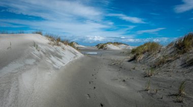 Sand dunes covered by green grass and ocean, Nelson Area, New Zealand