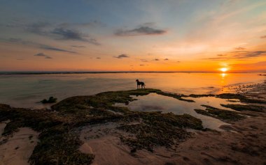 Sahilde yalnız bir köpek. Gün batımında deniz manzarası. Okyanus alçak gelgit. Suda güneş yansıması. Bali tropik adası. Melasti plajı..