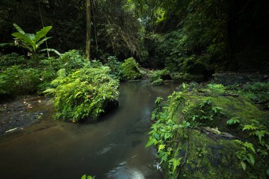 Tropik bir manzara. Ormandaki nehir. Su akışı. Yeşil bitkiler. Yumuşak odaklanma. Yavaş deklanşör hızı, hareket fotoğrafçılığı. Yatay yerleşim planı. Bangli, Bali, Endonezya