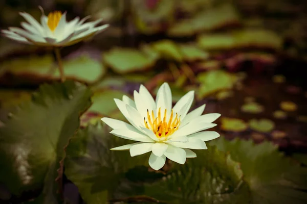 Nénuphar Blanc Avec Pollen Jaune Surface Étang Gros Plan Belle — Photo