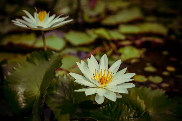 White Water Lily Yellow Pollen Surface Pond Close Beautiful Lotus — Stock Photo, Image