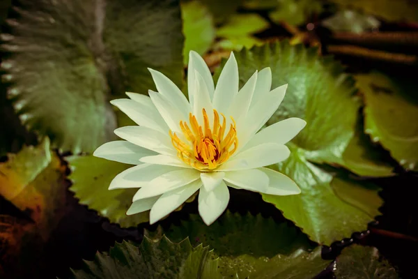 Lirio Agua Blanca Con Polen Amarillo Superficie Del Estanque Primer — Foto de Stock