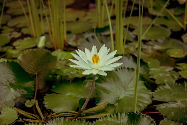 Nénuphar Blanc Avec Pollen Jaune Surface Étang Belle Fleur Lotus — Photo
