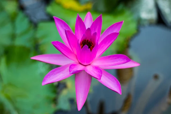 Purple Water Lily Surrounded Leaves Surface Pond Close Beautiful Lotus — Stock Photo, Image