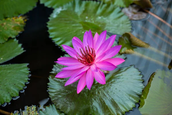 Purple Water Lily Surrounded Leaves Surface Pond Close Beautiful Lotus — Stock Photo, Image