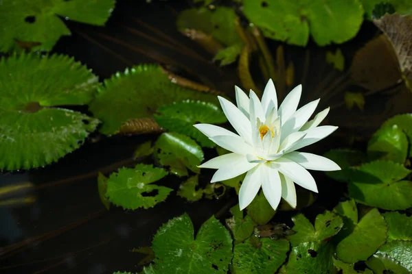 White Water Lily Yellow Pollen Surface Pond Close Beautiful Lotus — Stock Photo, Image