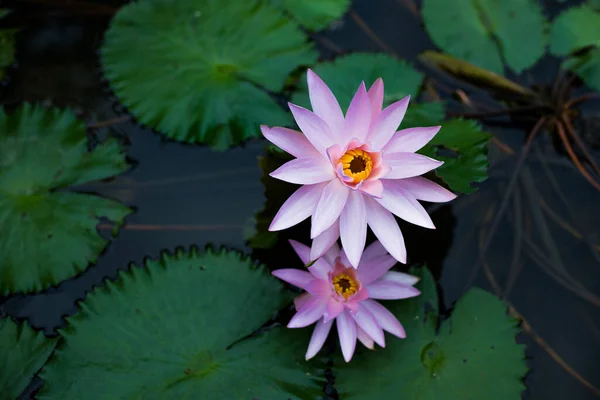 Couple Lilac Water Lilies Surrounded Leaves Surface Pond Close Beautiful — Stock Photo, Image