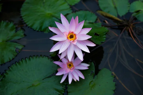 Couple Lilac Water Lilies Surrounded Leaves Surface Pond Close Beautiful — Stock Photo, Image