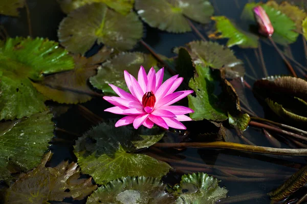 Пурпурная Водяная Лилия Окруженная Листьями Поверхности Пруда Закрыть Красивый Цветок — стоковое фото