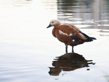 Dişi yaban ördeği yiyecek aramak için temiz suyla dolu bir gölette duruyor. Güzel vahşi yaşam fotoğrafları.