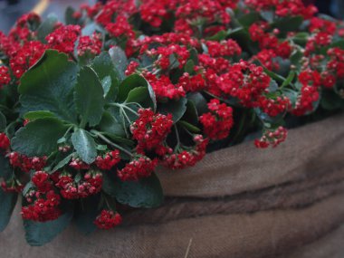 Güz kırmızı çiçekleri güzel bir arka planda, çuval çiçekleri yakın plan