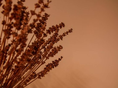 Kuru çimen dokusu, turuncu arka planda kurutulmuş çiçek buketi