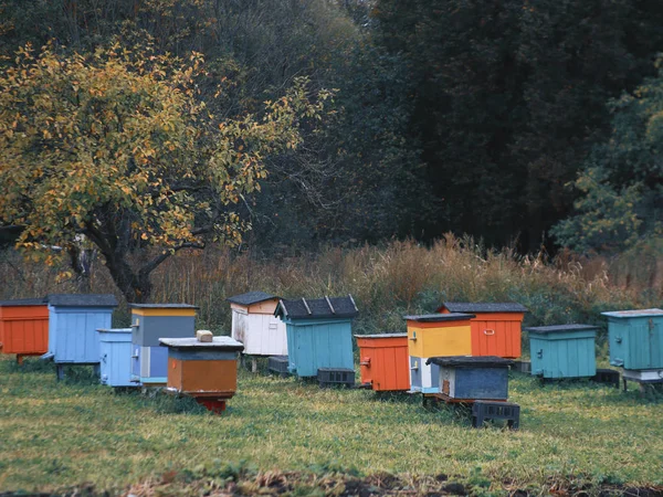 photo bee houses on the village apiary in the autumn. colorful bee apiary