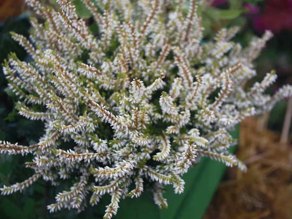 autumn white flowers in green boxes. autumn background closeup