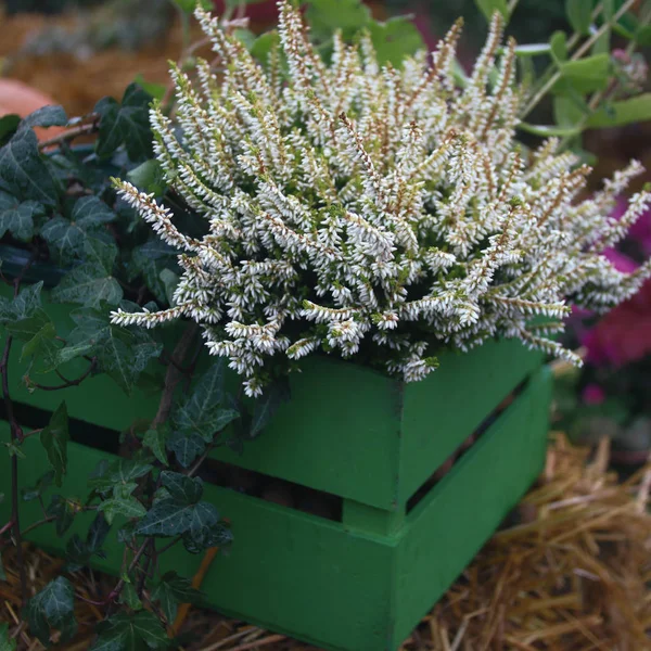 autumn white flowers in green boxes. autumn background