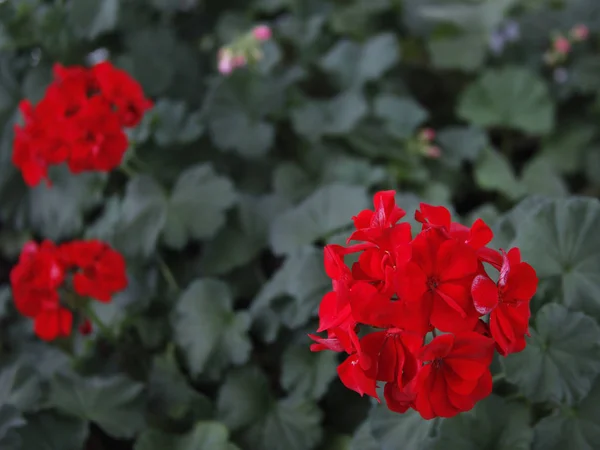 バラップの花が美しい秋の赤い花を咲かせます — ストック写真